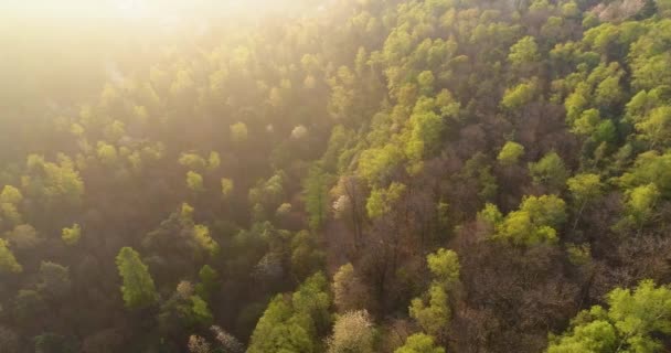 Навівши стороні лісу в заходом або сходом сонця літній день з сонцем відблиску. Європі Італії відкритий характер зелений пейзаж диких повітряних establisher.4k drone польоту над Вудс встановлення постріл — стокове відео