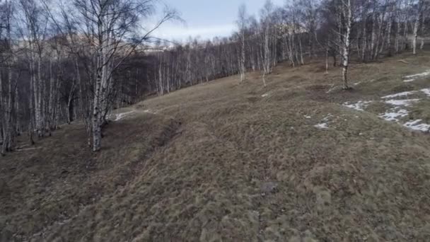 Framåt i kala hösten träslag Björk skog och snöiga berg i höst eller vinter dag. Utomhus soliga natur scape berg med snö vilda antenn establisher.4k drone flyg upprätta skott — Stockvideo