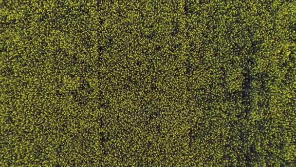 夏、春、秋の屋外農業フィールド プランテーションの場所: ファーム農村ビュー上複数の平面図です。オーバーヘッド空中設置編集コレクション set.4k 無人飛行を確立 — ストック動画