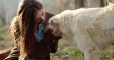 Yangın place.real arkadaşlar insanlar açık hava kamp çadır tatil sonbahar gezi çevresinde mutlu kadın yavaşça okşayarak beyaz köpek gülümsüyor. Sonbahar doğa, hayvan dostluk güneşli günü. 4k video