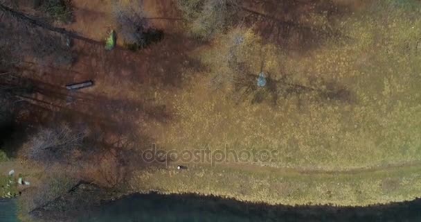 Overhead framåt ovan klarblå sjön kustlinje och tall Gran eller lärk skogen skogen i höst. Hösten Alperna utomhus natur scape sjöar antenn establisher.4k flyg topp drönarvy upprätta skott — Stockvideo