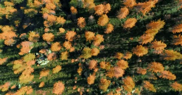 Overhead vista aérea superior sobre larício de laranja e vermelho árvores floresta madeiras em outono ensolarado.Europa Alpes ao ar livre colorido natureza paisagem montanhas queda selvagem estabelecer.4k drone voo que estabelece tiro — Vídeo de Stock