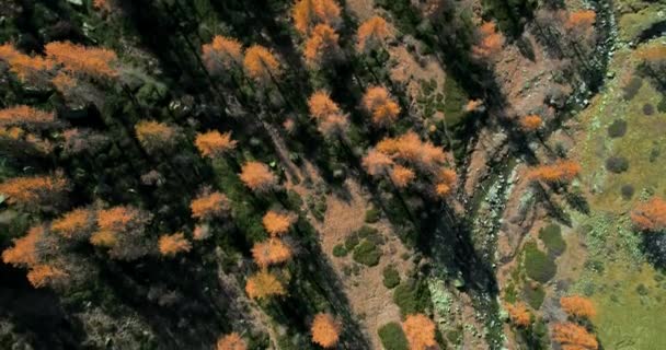 Nad głową ptaka top na pomarańczowy i czerwony drzewo las modrzewi i creek w słonecznej jesieni. Alp odkryty colorful natura scape góry dzikie upadek lotu drona establisher.4k ustanawiającego strzał — Wideo stockowe