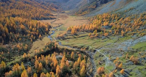 Voorwaartse antenne over alpine berg dal en oranje lariks bos bossen in zonnige herfst. Europa Alpen buiten kleurrijke natuur scape bergen wilde vallen establisher.4k drone vlucht tot oprichting van schot — Stockvideo