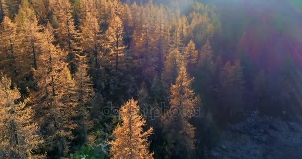 Hacia adelante aérea sobre alpino montaña valle naranja y rojo alerce bosque bosques en otoño soleado.Europa Alpes naturaleza colorido al aire libre paisaje montañas salvaje caída establecimiento.4k drone vuelo establecer disparo — Vídeo de stock