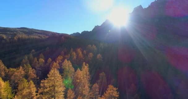 Backward aerial over alpine mountain valley and orange larch forest woods in sunny autumn.Europe Alps outdoor colorful nature scape mountains wild fall establisher.4k drone flight establishing shot — Stock Video