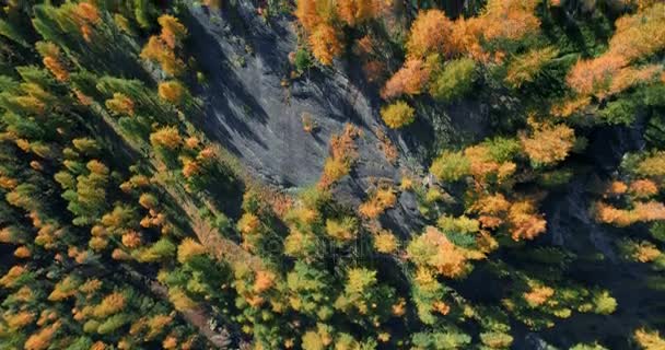 Overhead vista aérea superior sobre larício de laranja e vermelho árvores floresta madeiras em outono ensolarado.Europa Alpes ao ar livre colorido natureza paisagem montanhas queda selvagem estabelecer.4k drone voo que estabelece tiro — Vídeo de Stock