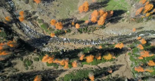 Vista aérea superior sobre bosques de árboles de alerce anaranjado y rojo y arroyo en el soleado otoño.Alpes naturaleza colorida al aire libre paisaje montañas caída salvaje establishment. — Vídeos de Stock