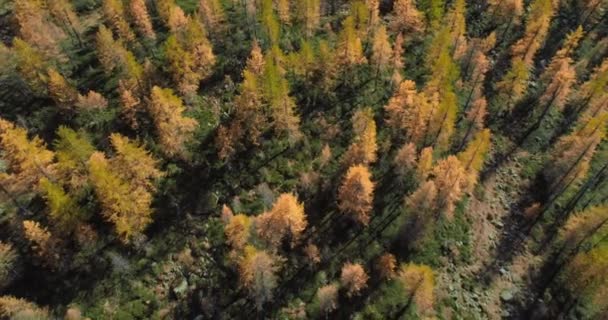 Aérea hacia atrás desde arriba descubriendo el valle de las montañas alpinas y bosques de alerce naranja en el soleado otoño.Alpes naturaleza colorida al aire libre montañas caída salvaje Establecimiento de vuelo de drones 4k — Vídeo de stock