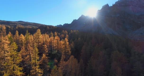 Aérea hacia adelante sobre el valle alpino de la montaña y bosques de alerce naranja en el soleado otoño.Europa Alpes naturaleza colorida al aire libre paisaje montañas salvaje caída Establecimiento de vuelo drone 4k establecer tiro — Vídeos de Stock