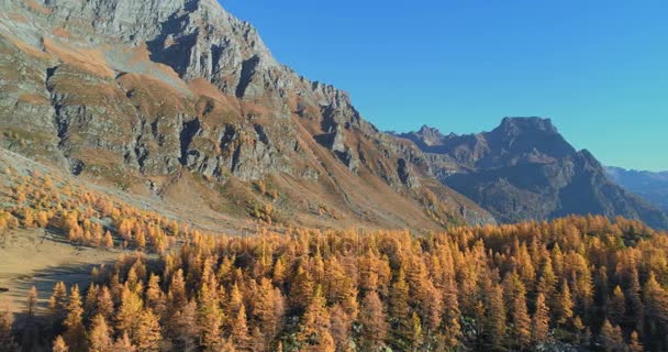 Sida flygbilder över alpina dal och orange lärk skogen skogen i soliga höst. Europa Alperna utomhus färgglada natur scape bergen vilda falla establisher.4k drone flygning att upprätta skott — Stockvideo