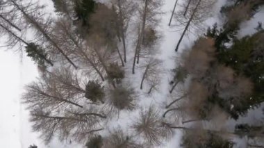 Ek yükü hava drone uçuş ILDIZ karlı orman ormanda kayak kayakçı adam. Dağ doğa dışarıda kışın karda. Kayak dağcılık etkinlik. düz aşağı perspective.4k üstten görünüm video