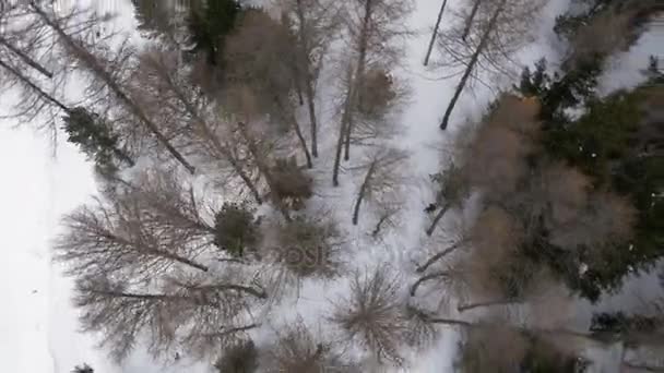 눈 덮인 숲 숲에서 스키 스키 사람 오버 헤드 공중 무인 비행기 establisher. 겨울 눈 산 자연 야외에서. 스키 등산 활동입니다. 똑바로 다운 perspective.4k 상위 뷰 비디오 — 비디오