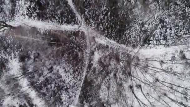 Drone napowietrznych lotnicze lot klaczy przez zaśnieżony las lasy. Zima snow w góry na zewnątrz natura. prosto down perspektywie podróż odkrywania Alp. 4 k wideo widok z góry — Wideo stockowe