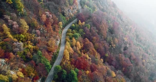 Vista superior aérea hacia adelante sobre la carretera en el colorido bosque de otoño campo.Caída de naranjos, verdes, amarillos árboles rojos bosques.Mountains camino de la calle establishment. — Vídeo de stock