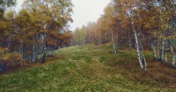 Forward aerial top view over colorful autumn birch forest in foggy weather.Fall orange, green, yellow red tree woods.Mountain fog establish isher.4k drone flight establishing shot — стоковое видео