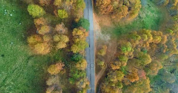 彩色农村秋季森林上空的架空空中俯视图。秋天橙, 绿色, 黄色的红树林。街道路径制订 4 k 无人机飞行 straight-down 建立射击 — 图库视频影像