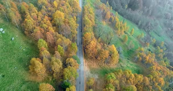 Backward discover aerial top view over road in colorful countryside autumn forest.Fall orange, green, yellow red tree woods.Fog street path establish isher.4k drone flight straight-down establishing shot — стоковое видео