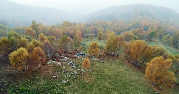 Передний вид сверху над красочным осенним березовым лесом с дорогой в туманную погоду. Осень оранжевый, зеленый, желтый красный лес woods.Mountain туман устанавливает полет беспилотника. — стоковое видео