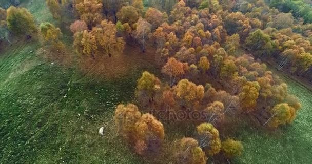 Do przodu lotu ptaka widok z góry na jesień kolorowy brzozowy las w mglista Pogoda. Upadek Drzewo czerwony pomarańczowy, zielony, żółty. Góry mgła establisher.4k drone lotu ustanawiającego strzał — Wideo stockowe