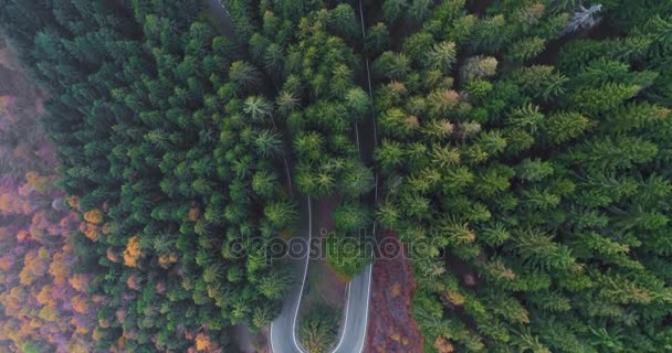 Rezsi felső légifelvételek hajtű kanyar viszont út táj őszi erdő fölé. Narancs, zöld, sárga piros fa fenyőerdők esik. Köd utca útvonal establisher.4k drone repülés egyenesen lefelé létrehozásáról — Stock videók