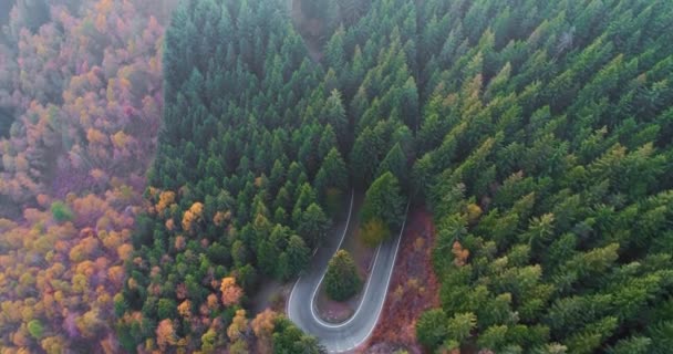 Luchtfoto bovenaanzicht toekomen over auto op weg in kleurrijke herfst bos rijdt. Oranje, groene, gele en rode boom bos vallen. Bergen street pad establisher.4k drone vlucht straight-down vaststelling van schot — Stockvideo