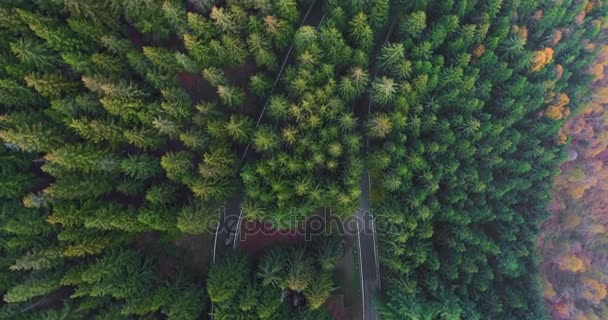 オーバーヘッド空中のヘアピン曲げに走行車眺めは、田舎の秋の森の道路をオンにします。秋はオレンジ、グリーン、イエロー パインの木の森。霧通りパス establisher.4k 無人飛行ストレート ダウン — ストック動画