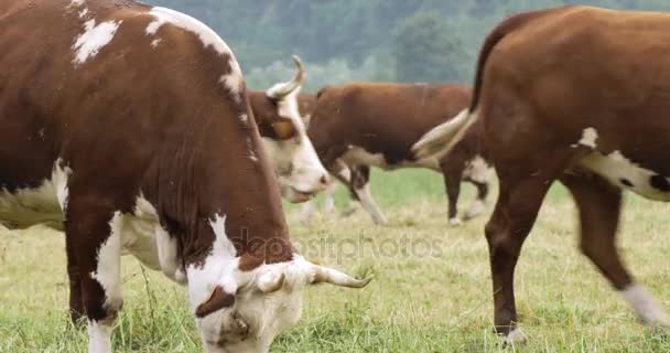 Pastoreo de vacas en granja campo rural pastos en día soleado — Vídeo de stock