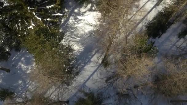 Overhead antenn drönare flyg herrgårdsarkitektur över snöiga soliga skogen skogen. Vinter snö i berg naturen utomhus. rak-down perspektiv resa utforska Alperna. 4 k ovanifrån video — Stockvideo