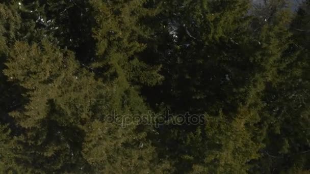 Vol aérien aérien par drone au-dessus de forêts enneigées et ensoleillées. Neige hivernale en montagne nature à l'extérieur. voyage en perspective directe à la découverte des Alpes. Vidéo 4k vue du dessus 