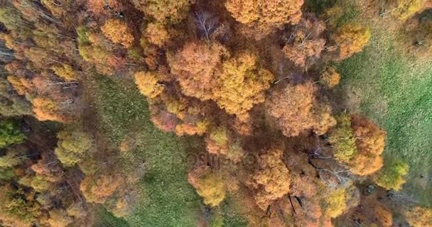 자욱한 날씨에서 화려한가 자작나무 숲을 통해 오버 헤드 공중 최고 보기. 주황색, 녹색, 노랑, 붉은 나무 숲을가. 산 안개 establisher.4k 무인 항공기 비행 설정 샷 — 비디오
