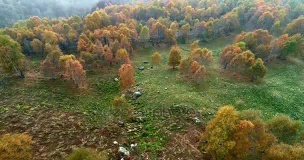 Luchtfoto bovenaanzicht toekomen over kleurrijke herfst berk bos in mistig weer. Oranje, groene, gele en rode boom bos vallen. Berg mist establisher.4k drone vlucht tot oprichting van schot — Stockvideo