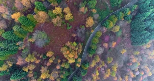 Nad głową ptaka góry nad drogą kolei zakręt w pejzaż jesienny Las. Upadek lasów sosnowych czerwony pomarańczowy, zielony, żółty. Mgła Street ścieżka establisher.4k drone lotu prosto w dół ustanowienie — Wideo stockowe