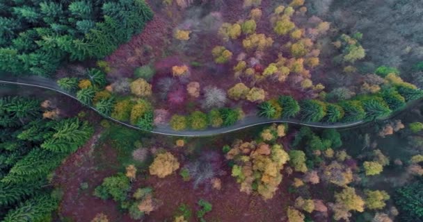 Nad głową ptaka góry nad drogą kolei zakręt w pejzaż jesienny Las. Upadek lasów sosnowych czerwony pomarańczowy, zielony, żółty. Mgła Street ścieżka establisher.4k drone lotu prosto w dół ustanowienie — Wideo stockowe