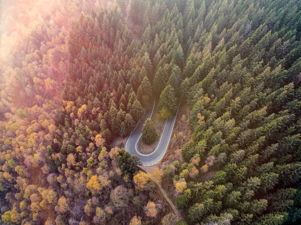 Overhead aerea vista dall'alto sopra tornante curva strada curva in campagna autunno pineta foresta.Autunno arancio, verde, giallo, bosco di alberi rossi.Montagna curva strada sfondo. — Foto Stock