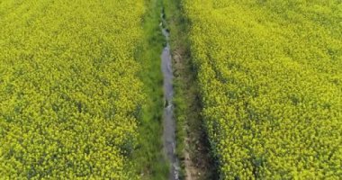 sarı çiçek ve su kanal alanı ilerlemeye yaz günü. Avrupa İtalya açık yeşil doğa scape hava establisher.4k drone uçuş atış kurulması