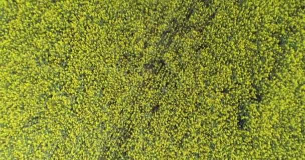 Ek yükü sarı çiçekler alanın üzerine yaz günü içinde hareket. Avrupa İtalya açık yeşil doğa scape hava establisher.4k drone uçuş üstten görünüm atış kurulması — Stok video