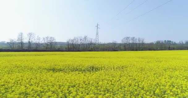 Moving side over yellow flowers field in summer day.Europe Italy outdoor green nature scape aerial establisher.4k drone flight establishing shot — Stock Video