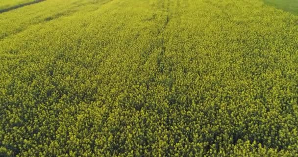 Moving forward over yellow flowers field in summer day.Europe Italy outdoor green nature scape aerial establisher.4k drone flight establishing shot — Stock Video