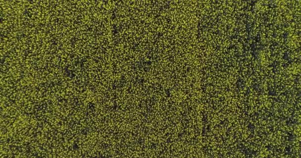 Overgang overhead gele bloemen veld in zomerdag. Europa Italië buiten groene natuur scape luchtfoto establisher.4k drone vlucht bovenaanzicht schot tot oprichting van — Stockvideo