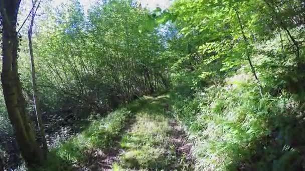 Avanti punto di vista a piedi nei boschi selvatici. escursioni o trekking avventura all'aria aperta verde foresta naturale con luce solare filtrante nella soleggiata giornata estiva.4k punto di vista video — Video Stock