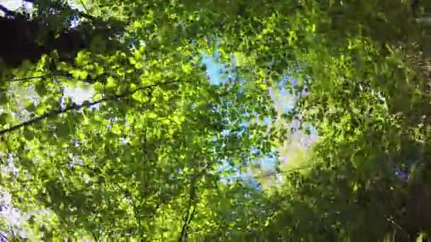 Toekomen pov wandelen in het wilde bos kijken omhoog de bomen en bladeren. wandel- of trekking avontuur in openlucht groene natuur bos met filteren zonlicht in zonnige zomer day.4k oogpunt video — Stockvideo