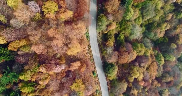 오버 헤드 공중 최고 보기 화려한 시골이을 숲에도로 다음. 주황색, 녹색, 노랑, 붉은 나무 숲을가. 거리 경로 establisher.4k 무인 비행기 비행 바로 다운 설정 샷 — 비디오