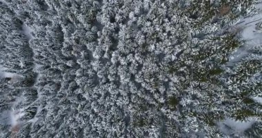 Alp dağ kar üzerinde taşıma yükü hava üstten görünüm çam ormanı woods kaplı. Kış açık doğa scape karlı dağlarda vahşi establisher.4k drone uçuş düz aşağı atış kurulması