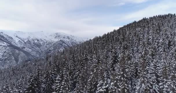 Para a frente aérea sobre florestas de pinheiros alpinas do vale da montanha cobertas de neve no inverno nublado. Europa Alpes natureza ao ar livre paisagem montanhas nevadas estabelecedor.4k voo drone estabelecendo tiro — Vídeo de Stock