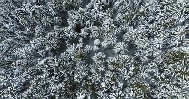 Overhead aerial top view moving away over alpine mountain snow covered pine forest woods.Winter outdoor nature scape snowy mountains wild establisher.4k drone flight straight-down establishing shot — Stock Video