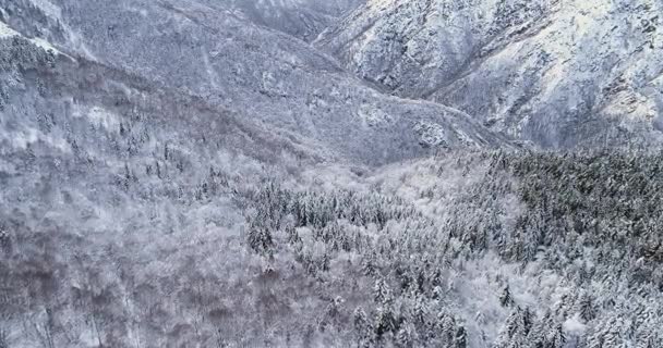 在阴云密布的冬季, 在高山山谷的松树林中, 前方的空中覆盖着积雪。欧洲阿尔卑斯山户外自然景观雪山野制订. 4 k 无人机飞行建立射击 — 图库视频影像