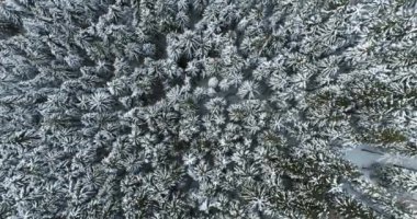 doğru Alp dağ kar üzerinde taşıma yükü hava üstten görünüm çam ormanı woods kaplı. Kış açık doğa scape karlı dağlarda vahşi establisher.4k drone uçuş düz aşağı atış kurulması