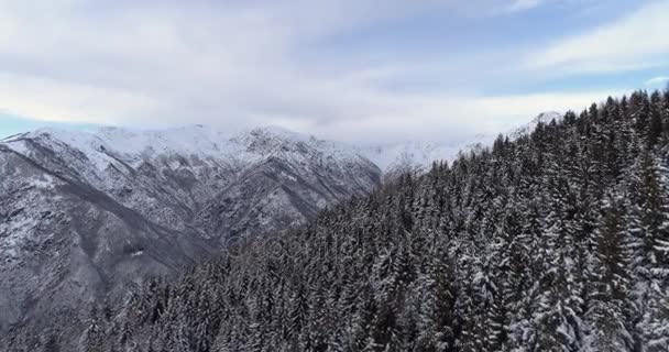 在阴云密布的冬季, 在高山山谷的松树林中, 前方的空中覆盖着积雪。欧洲阿尔卑斯山户外自然景观雪山野制订. 4 k 无人机飞行建立射击 — 图库视频影像