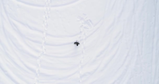 Верхний вид сверху на человека, идущего в снегоступах на белом покрытом снегом поле зимой. — стоковое видео